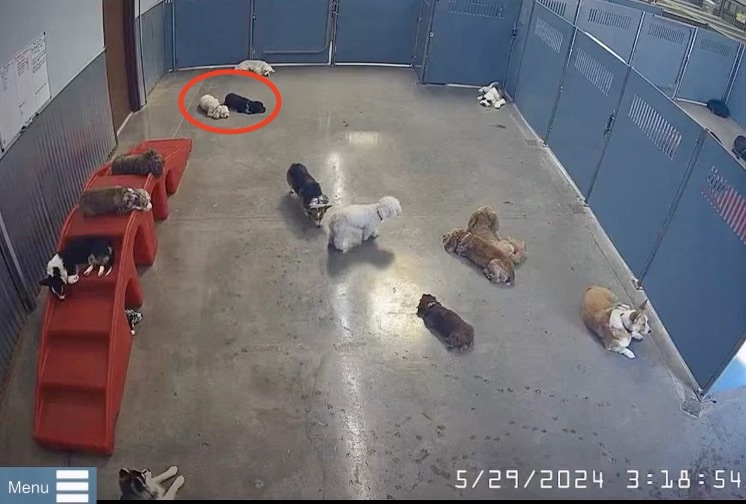 live web cams dog care services-2-1
